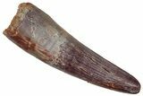 Fossil Spinosaurus Tooth - Well Defined Striations #242641-1